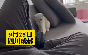 猫咪偷咬主人的脚，下一秒态度大反转，整个猫都不好了