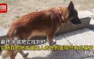 疫情版忠犬八公！主人感染新冠去世 狗狗赶了几小时路来到医院等待