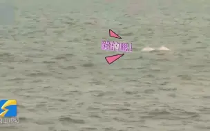 罕见！6只粉红色中华白海豚现身湛江湾
