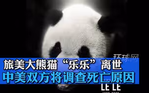 回国前夕，旅美大熊猫“乐乐”离世，中美双方将调查死亡原因