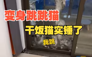 猫咪看见猫粮瞬间变身“跳跳猫”