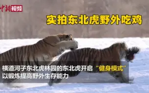 超兴奋！实拍东北虎野外吃鸡
