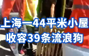 吠叫扰民，气味难忍......上海一44平米小屋收容39条流浪狗