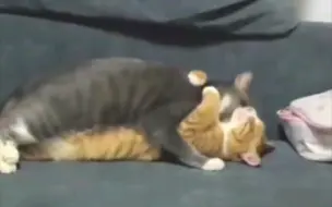 未成年猫禁止观看！