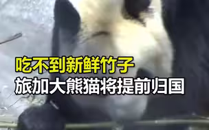 吃不到新鲜竹子旅加大熊猫将提前归国，加拿大网友心碎了
