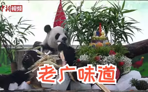 “一盅两件”安排！大熊猫星一、雅一过广式生日！