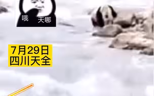 “我看到大熊猫了”，女子偶遇野生大熊猫，隔着屏幕都能感受到激动