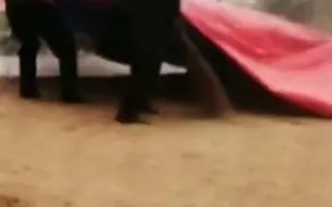 远亲不如近邻 暴雨突来，农妇生病无法收麦，邻居纷纷冒雨前来帮忙。