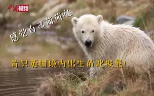 25年来第一次！首只英国境内出生的北极熊亮相