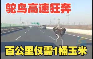 一只鸵鸟在荣乌高速上飞奔 网友：百公里仅需一桶玉米