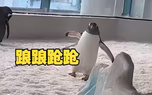 企鹅踉踉跄跄走路笑翻游客，“我老家是冰天雪地，不是冰碴子地”
