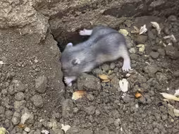 感觉天塌了