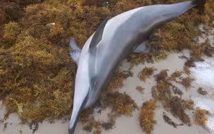 三亚：海豚搁浅沙滩 警民联合救助