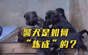 耍得了威风卖得了萌！从幼犬到警犬需经历多重考验