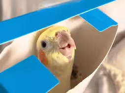 超喜欢在盒子里唱歌