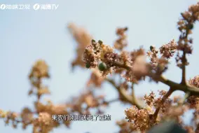 纪录片田野之上番外篇《彭大叔种芒记》