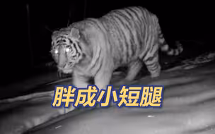 大兴安岭发现野生胖虎！