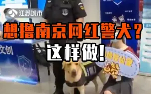 想撸南京网红警犬？这个操作就能帮你实现