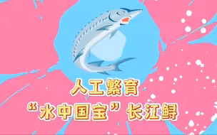 萌翻了！揭秘长江鲟宝宝的成长之路