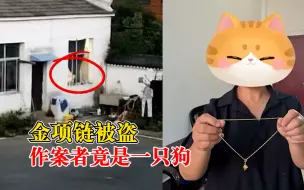 金项链被盗作案者是狗，民警：作案入口“刁钻”，现场没指纹