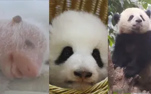 30秒带你回顾！养成一只大熊猫统共分几步？