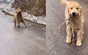 呆萌大金毛狗生第一次经历下雪 一路打着出溜滑一头扎进主人怀里