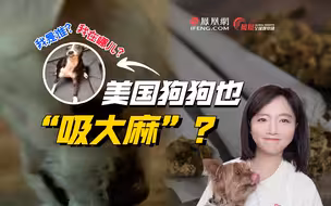 美国大麻遍地都是？八个月贵宾犬三次“吸高了”！