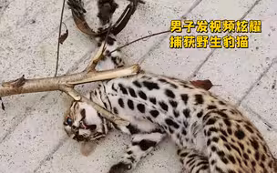 男子用捕鼠夹捕获豹猫还炫耀称“熬汤” 民警刷到视频后火速上门