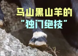马山黑山羊的“独门绝技”