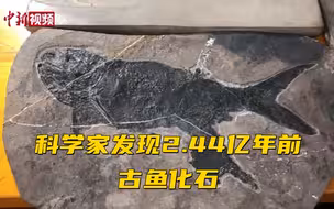 科学家发现2.44亿年前古鱼化石“张氏翼鳕”