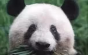 ＃大熊猫香香启程回国 我们等你回家！