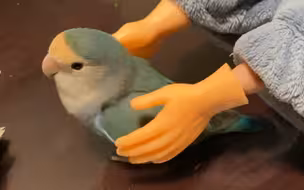 妈妈再也不用担心我被鸡咬了