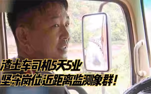 渣土车司机5天5业坚守岗位 近距离监测象群