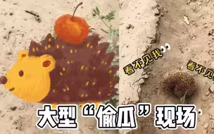 可可爱爱！小刺猬在沙漠偷瓜被发现，顶着西瓜叶子仓皇逃窜