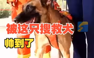 搜救犬“海王”并没有女朋友 训导员：起名这事“与我无瓜”