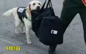 老兵退伍，军犬咬着行李不让走，最后甚至“违抗命令”冲出大门去追老兵！