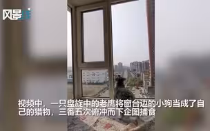 老鹰盯上了窗台上的小狗 三番五次俯冲而下企图猎食
