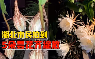湖北市民拍到5朵昙花绽放：花朵很大，花香浓郁充满整个屋子