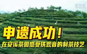 申遗成功！在安溪茶园感受铁观音的制茶技艺