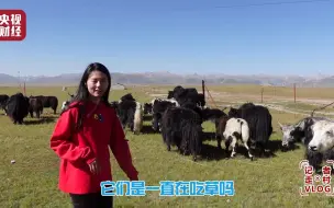 #记者走村Vlog 放牧也能“发大财”？靠的是合作社！青海梅陇村的村民生活可太丰富了！
