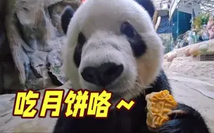 “显眼包”们过中秋！大熊猫“萌兰”还吃上专属月饼...