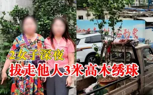 2女子深夜拔走他人3米高观赏树：见花长得不错，心生贪念