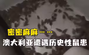 澳大利亚遭遇历史性鼠患，州政府欲下剧毒灭鼠引发担忧
