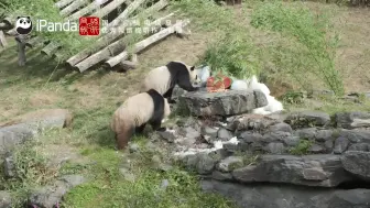 “中国比利时两国共庆旅比大熊猫双胞胎三岁生日”主题直播