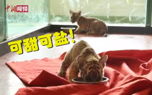 可甜可盐！罕见华南虎三胞胎亮相杭州