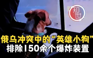 俄乌冲突中的“英雄小狗”排除150余个爆炸装置