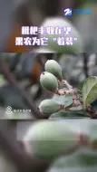 枇杷丰收在望 果农为它“着装”