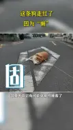 呆萌！这只柴犬竟因为这个原因走红！