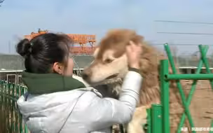 “每一只都让人心疼！”女子收养两百多只流浪犬 每月狗粮就得3吨