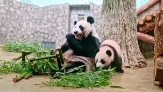 莫斯科动物园庆祝“熊猫日”：粉毛“喀秋莎”与妈妈一起拆礼物